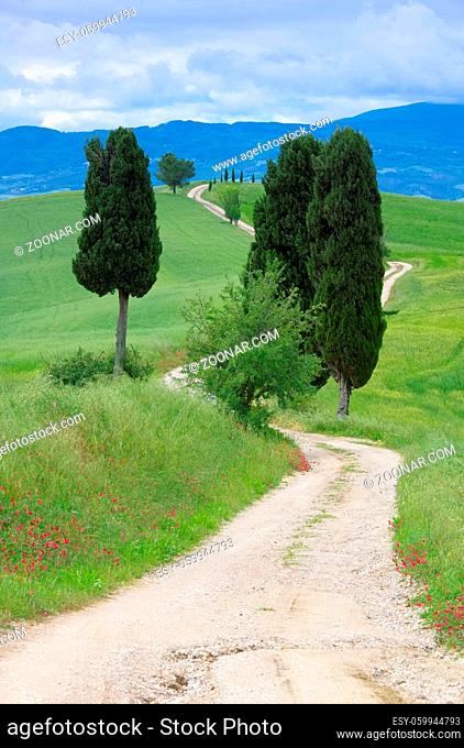 Toskana Zypressen mit Weg - Tuscany cypress trees with track 13