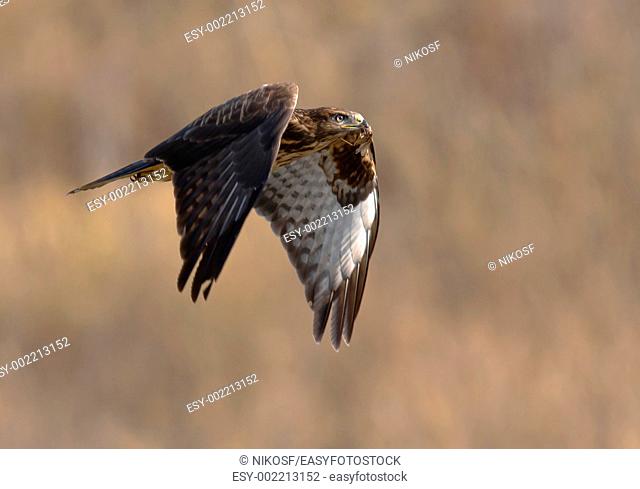 Common Buzzard Buteo buteo flying with prey in its mouth Athens Greece