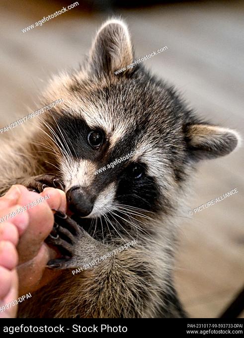 PRODUCTION - 31 August 2023, Berlin: A raccoon nibbles a foot in an apartment of the head of the association ""Hauptsache Waschbär e.V.""