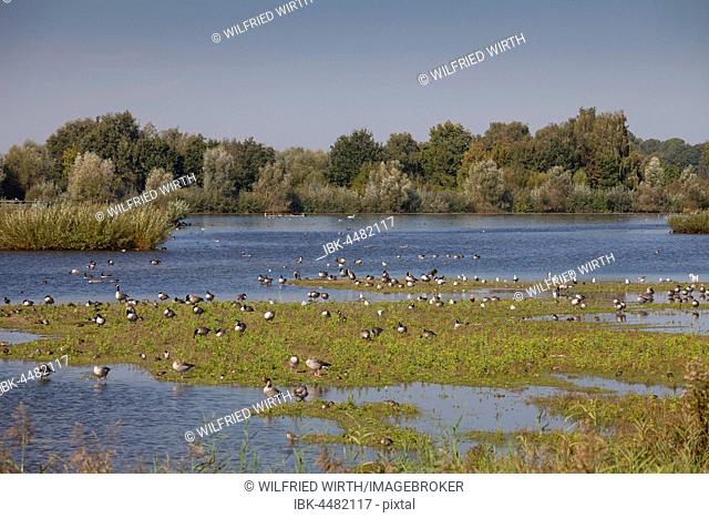 Birds and geese, bird reserve, nature reserve, septic drain fields, Münster, Münsterland, North Rhine-Westphalia, Germany