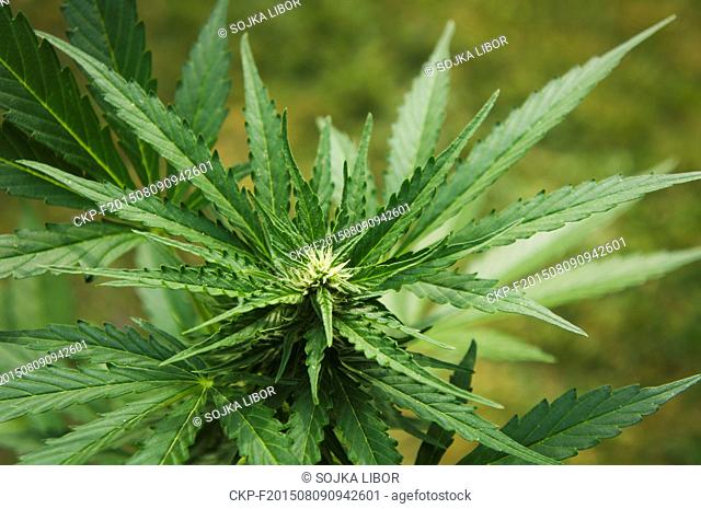 Cannabis sativa, indica, marihuana, hemp, ganja, plant (CTK Photo/Libor Sojka)