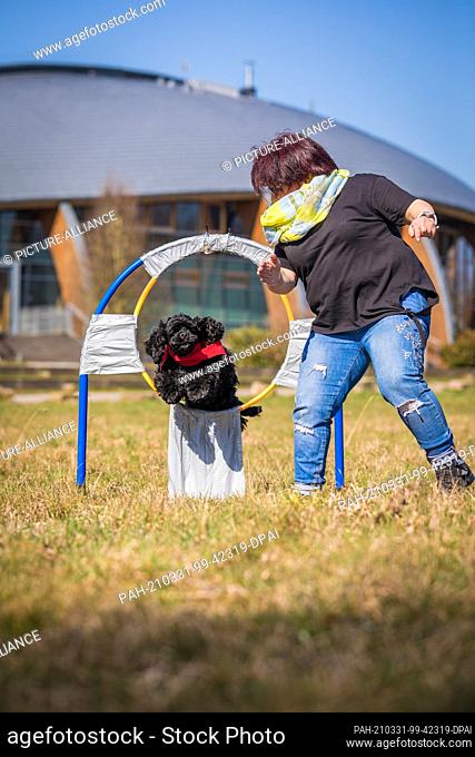31 March 2021, Lower Saxony, Hanover: Jutta Gaßmann undertakes a world record attempt in ""hoop jumping"" with her dog Gil of the American Cocker Spaniel breed