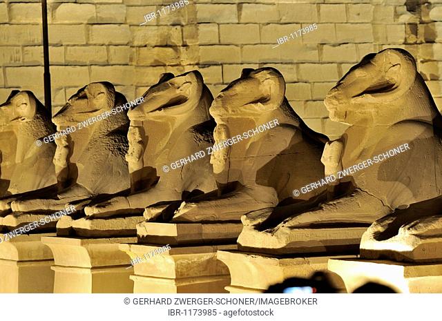 Sphinx sculptures, rams, Karnak Temple, Luxor, Nile Valley, Egypt, Africa