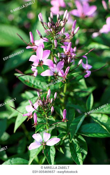 Cleome Spinosa Cleome Hassleriana Spinnenblume