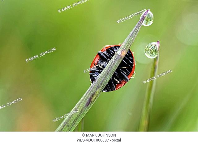 Seven-spotted ladybird, Coccinella septempunctata, on blade of grass