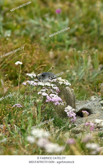 Young marmot seated in the grass in the natural regional park of Queyras