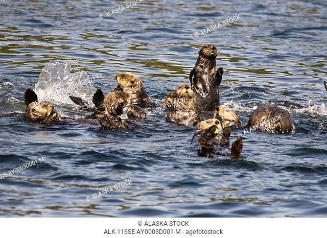 A flotilla of Sea Otters playing in Sitka Sound Southeast Alaska Summer Inside Passage