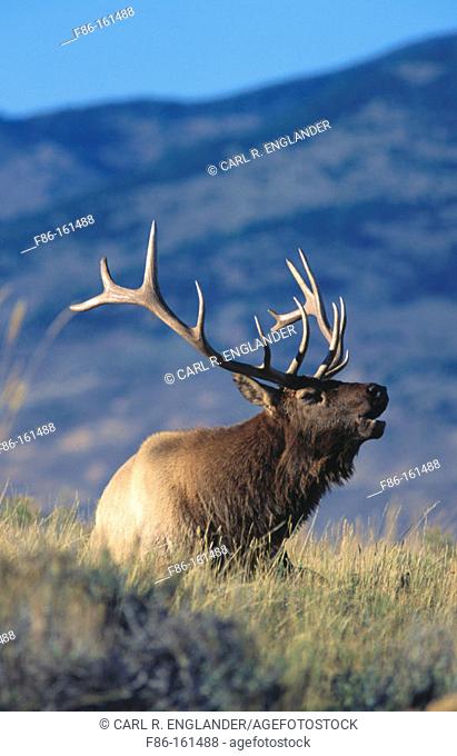 Adult male or bull Elk sitting in meadow at sunset bugling, Cervus elaphus, Yellowstone National Park, Wyoming, USA