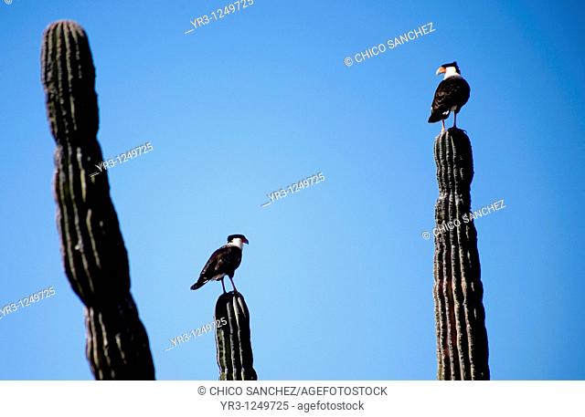 Two Crested Caracaras, also known as Mexican Eagles, perch on cactus in the desert in Mexico's southern Baja California state