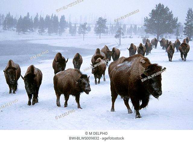 American bison, buffalo Bison bison, migrating herd, USA, Wyoming, Yellowstone NP