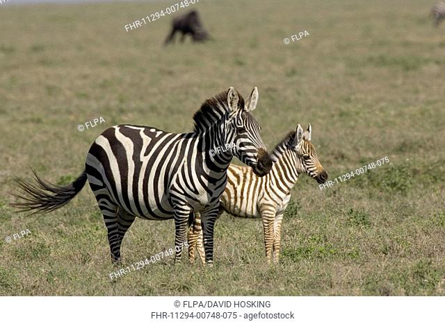 Plains, common or Burchell's Zebra, Equus burchelli, Serengeti, Tanzania, female with foal, young