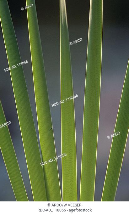 Common Cattail Baden-Wurttemberg Germany Typha latifolia Reed Mace