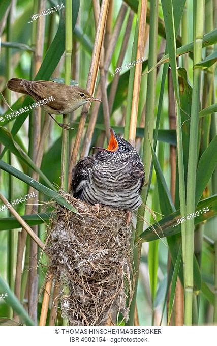 Cuckoo (Cuculus canorus), young cuckoo being fed by its Reed Warbler host bird (Acrocephalus scirpaceus), brood parasite, Saxony-Anhalt, Germany