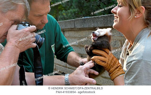 A zoo keeper and a vet check a panda offspring at the zoo in Leipzig, Germany, 22 August 2013. In the course of the health prophylaxis two panda offsprings were...