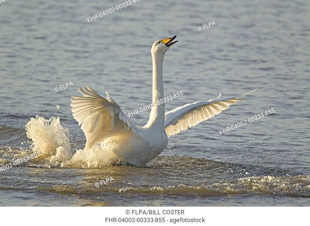 Whooper Swan Cygnus cygnus adult, displaying on water to chase off rival, Ouse Washes, Norfolk, England, february