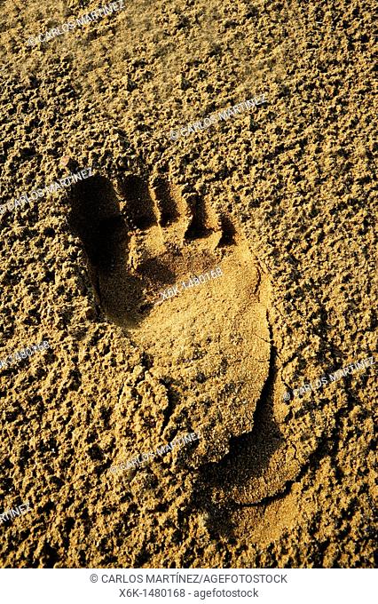 Footprint barefoot in the sand on the beach, Cubelles, Barcelona province, Catalunya, Spain