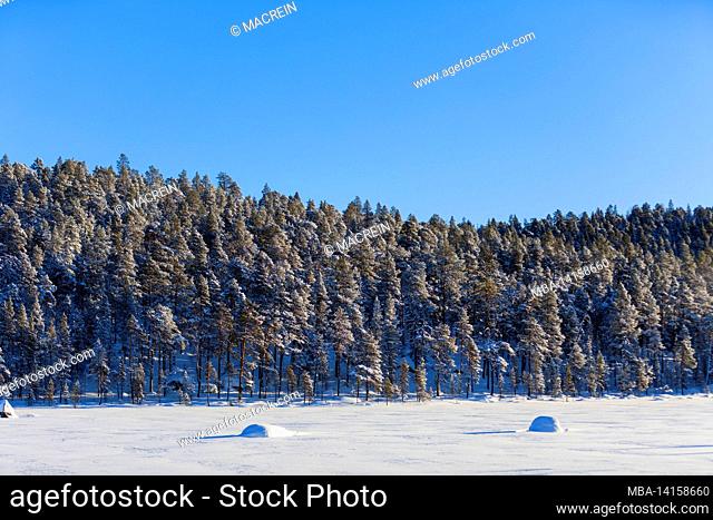 snow-covered fir forest, ivalo, finland, scandinavia