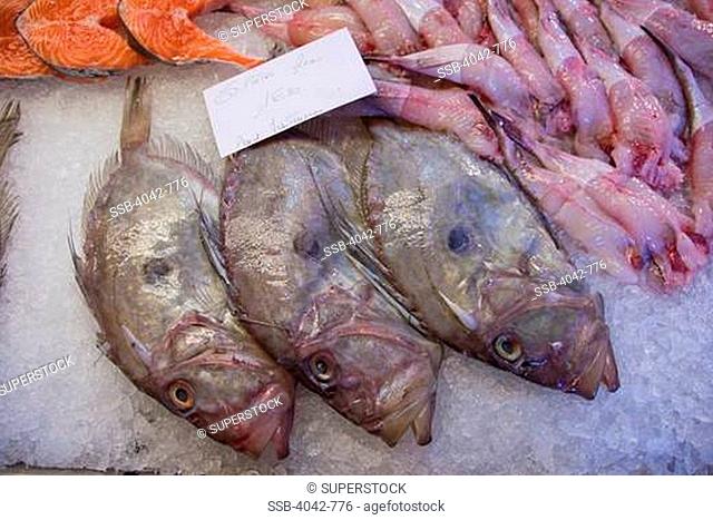 John Dory fish for sale at a market stall, Rialto, Venice, Veneto, Italy