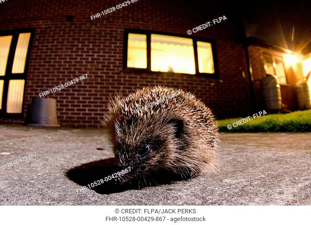 European Hedgehog (Erinaceus europaeus) adult, standing near house in garden at night, Foston, Lincolnshire, England, October