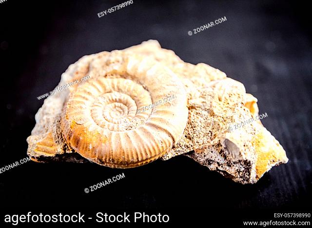 Ammonite fossil isolated on a black background. Closeup view