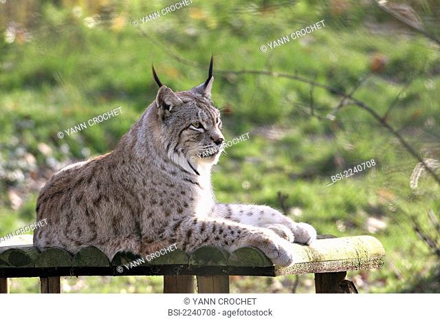 Canada lynx Lynx canadensis Lynx canadensis  Canada lynx  Lynx  Feline  Mammal