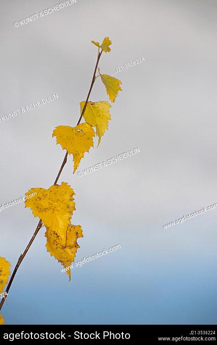 Close up of yellow birch leaves (Betula sp. ) at dusk in autumn