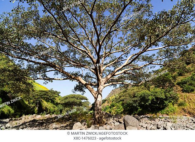 Fig Tree near the escarpment of the Simien Mountains close to the Simien Mts  National Park near the village of Mekarebya at an elevation of about 2100m during...