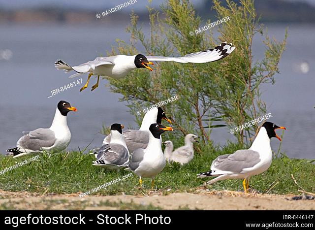 Pallas's gull (Ichthyaetus ichthyaetus) Breeding colony on island, adults with young, rare breeding bird in south-eastern Europe, Danube Delta Biosphere Reserve