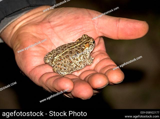 The natterjack toad, Bufo calamita, sitting in a mans hand. The toad is native to sandy and heathland areas of Europe. This particular toad lives in Grenen in...