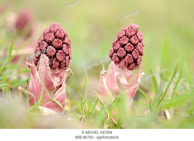 Two growing flowers of Butterbur with the flowers still closed