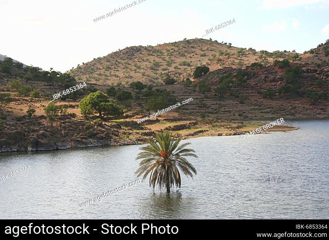 A palm tree stands in a reservoir in the Anti-Atlas, Morocco, Africa