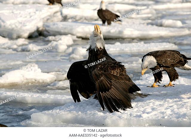 Bald Eagle (Haliaeetus leucocephalus) Kenai Peninsula, Alaska USA - Pacific Coast - winter - Adult with head raise giving territory call
