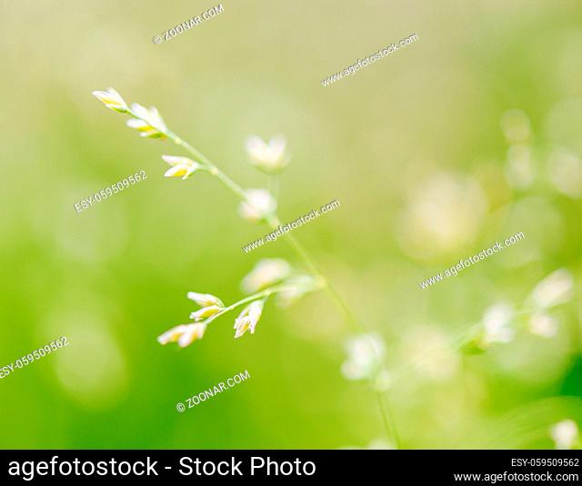 Macro shot of grass with seeds, shallow depth of field