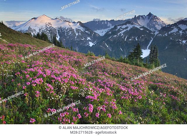 Ruth Mountain seen from wildflower meadows of Hennegan Peak, Mount Baker Wilderness North Cascades Washington