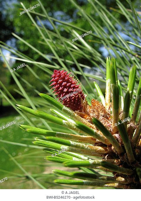 Jeffrey pine Pinus jeffreyi, blooming female cone