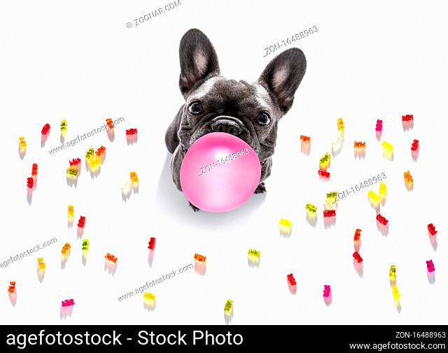 french bulldog eating sweet candies and chewing bubble gum, isolated on white background
