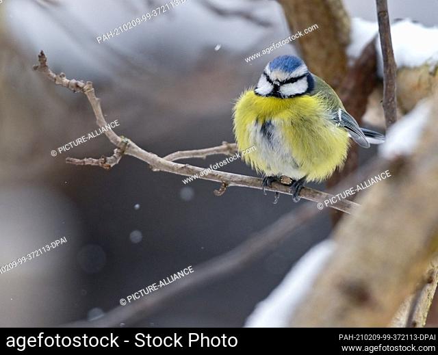 08 February 2021, Brandenburg, Sieversdorf: A blue tit (Cyanistes caeruleus) is seen perched on a branch in a winter garden