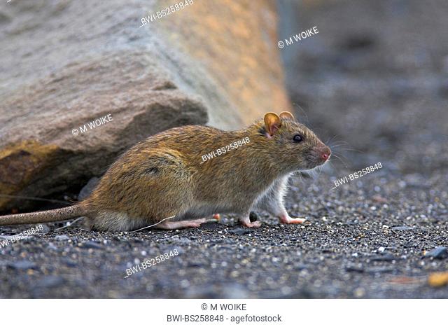 brown rat, commo brown rat, Norway rat, common rat Rattus norvegicus, sitting at a rock, Spain, Andalusia, Huelva