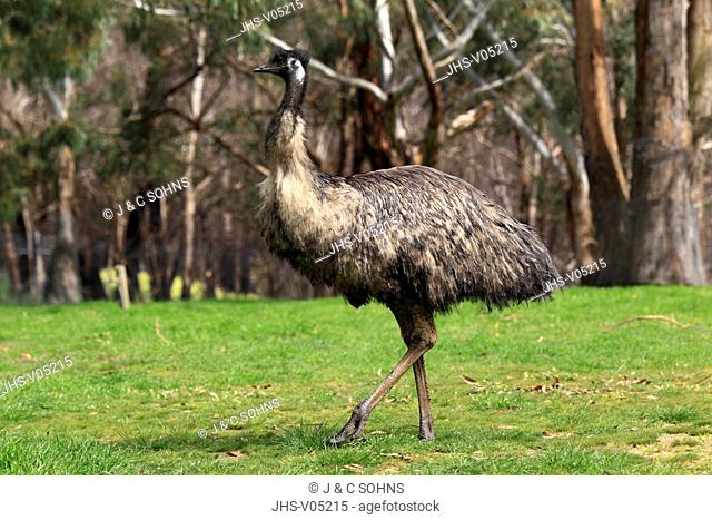 Emu, Dromaius novaehollandiae, South Australia, Australia, adult