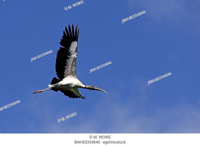 American wood ibis (Mycteria americana), flying bird, USA, Florida, Corkscrew Swamp Sanctury