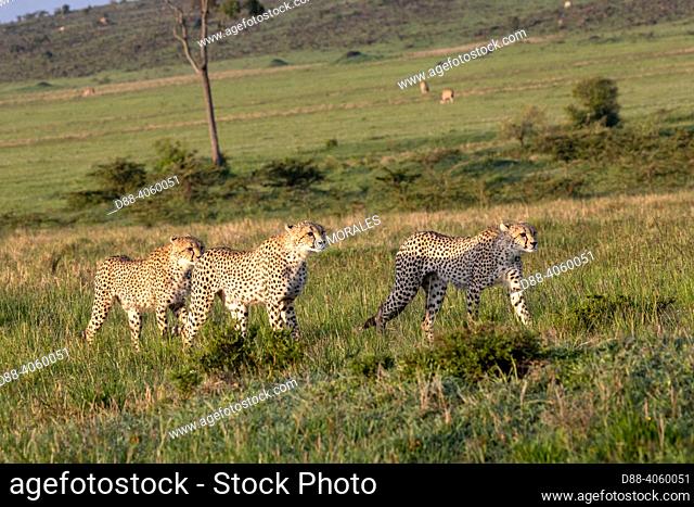 Africa, East Africa, Kenya, Masai Mara National Reserve, National Park, Cheetah (Acinonyx jubatus), family in the savannah