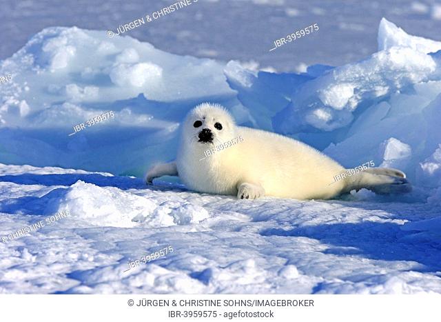 Harp Seal or Saddleback Seal (Pagophilus groenlandicus, Phoca groenlandica) pup on pack ice, Magdalen Islands, Gulf of Saint Lawrence, Quebec, Canada