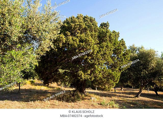 Syrian juniper between olive trees in Greece