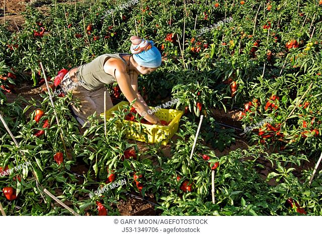 Young woman picking organic red bell peppers on small organic farm, Nevada City, California