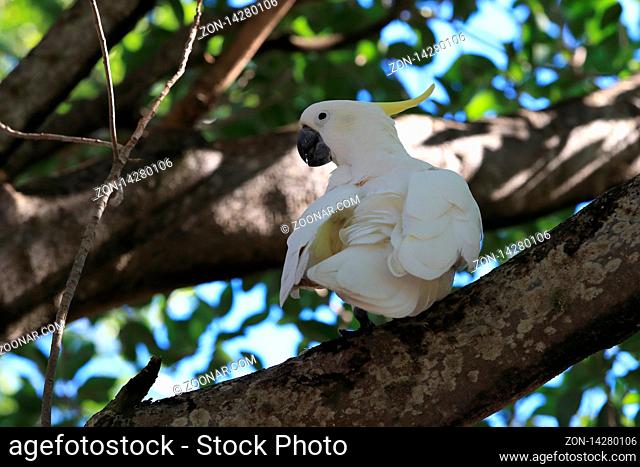 sulphur-crested cockatoo (Cacatua galerita), queensland australia