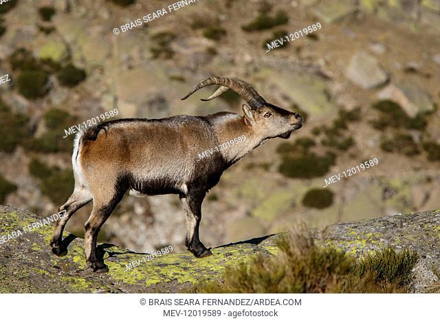 Western Spanish ibex - male on field - Sierra de Gredos, Castilla Leon, Spain,