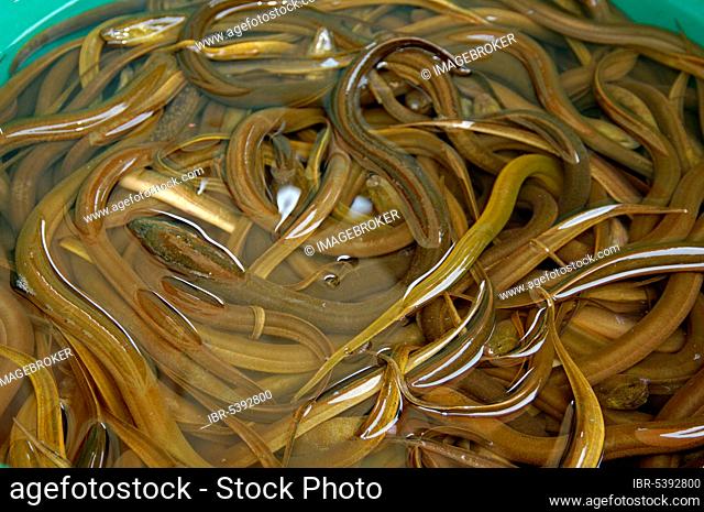 Live eels, Pat Chong market, Thailand, Asia