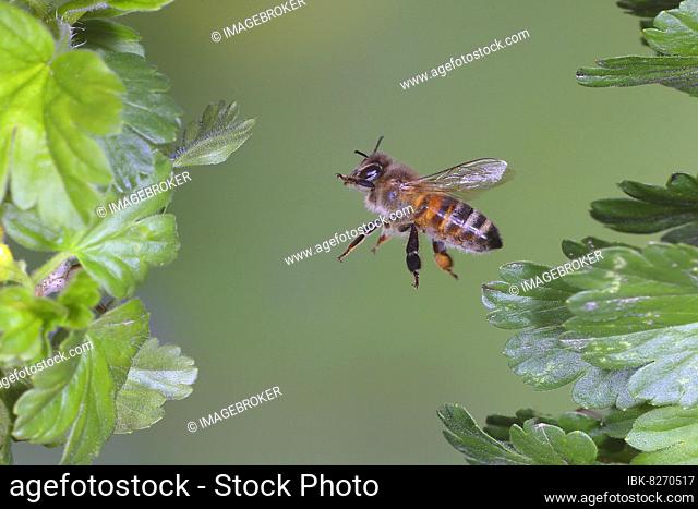 Honigbiene (Apis mellifera), im Flug, highspeed Naturfoto, zwischen Blätter der Stachelbeere (Ribes uva-crispa), Siegerland, Nordrhein-Westfalen, Deutschland