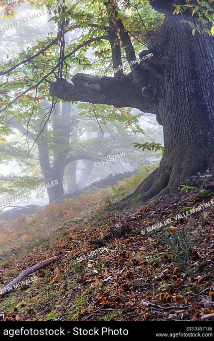 Fog at The Linar chestnut in fall time. Avila. Spain. Europe