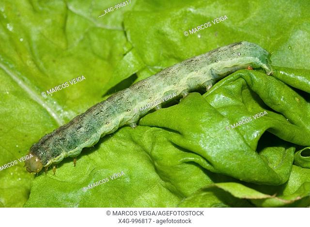 Oruga de la polilla de la col  Caterpillar of the cabbage Moth  Mamestra brassicae  Pontevedra, España